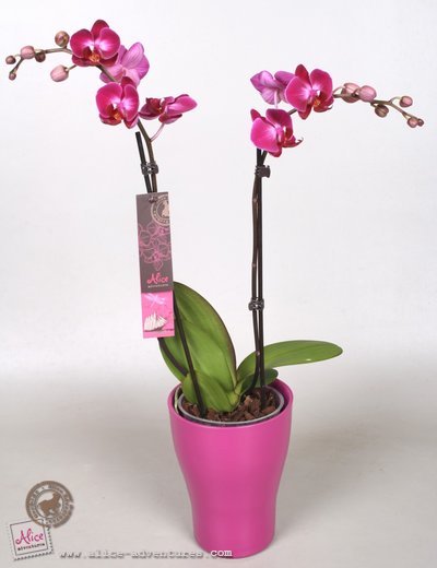 Alice Adventures Phalaenopsis Orchidee Kitty Miao Alice Adventures Phalaenopsis Orchidee Kitty Miao